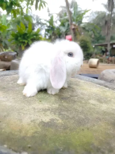 Coelho Mini Lop Fêmea olhos azuis