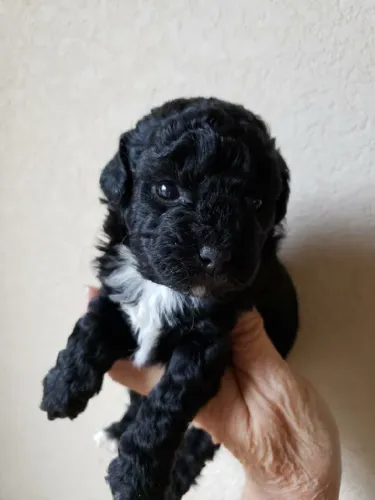 Poodle para sua casa e familia