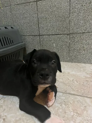 Vendo filhote de American bully Terrie