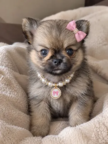 Chihuahua pelos longos
