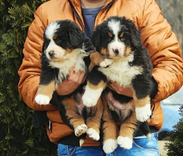 Bernese Mountain Dog,Bernese Mountain Dog Filhote Top Padrão da Raça