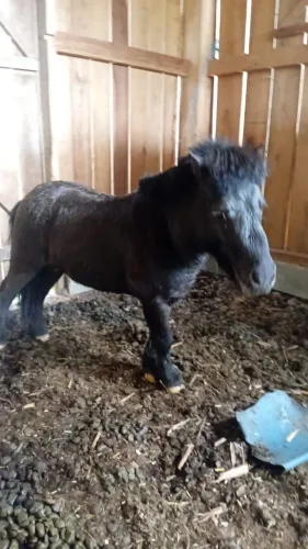 Mini ponei