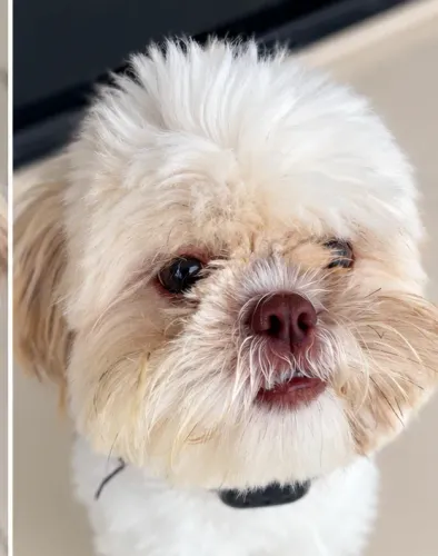 Shih Tzu macho - 10 meses | Vacinado e castrado