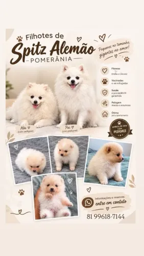  ? FILHOTES DE SPITZ ALEMÃO ? LULU DA POMERÂNIA ?