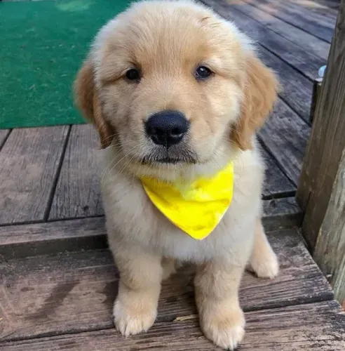Golden Retriever Amor que encontra um lar