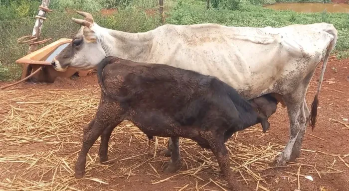 VACA JERSEY E BEZERRO 