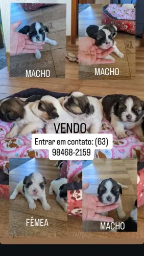 LINDOS FILHOTES DE SHIH TZU À VENDA