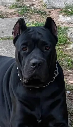 CANE CORSO ITALIANO