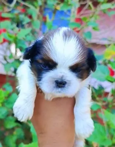 Shihtzu Mini Filhotes Muito Amigos.