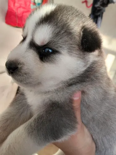 Filhotes de husky siberiano