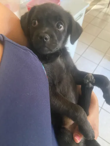 Doaçao de cachorro porte pequeno