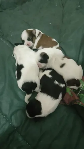 Vendo ninhada de shihtzu machos e fêmea
