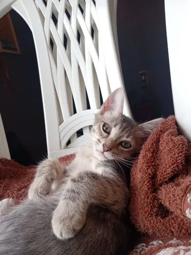 Doação responsável de gato