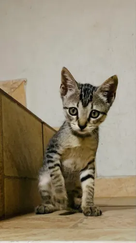 Gatinho tigrinho