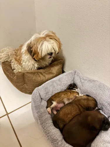 Shih tzu