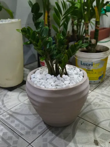 Planta zamioculca já com vaso coméia