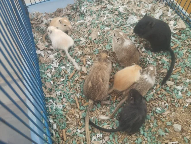 FILHOTES DE GERBIL A VENDA