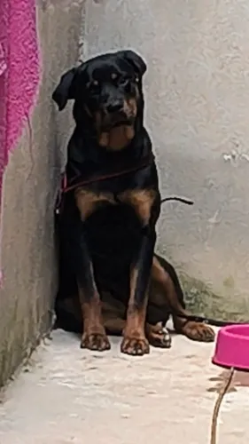 Doação de cadela fêmea rottweiler