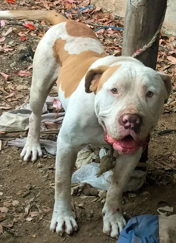 Doação de cachorro Pit monster muito dócil