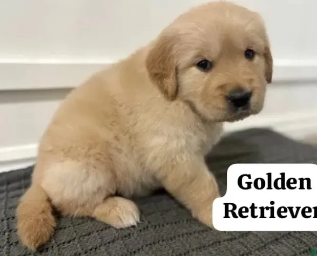 Golden Retriever Filhotes Ótimo Porte. 