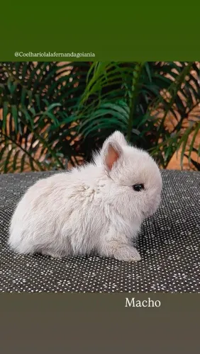 Coelho anão Netherland dwarf 
