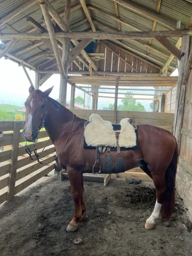 Cavalo crioulo