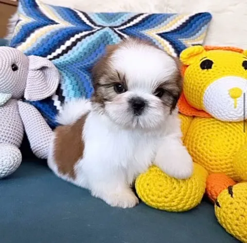 lindos e pequenos shih tzu o amor verdadeiro