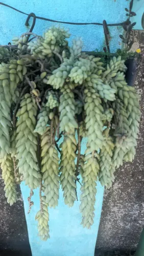 Planta de nome De de Moça