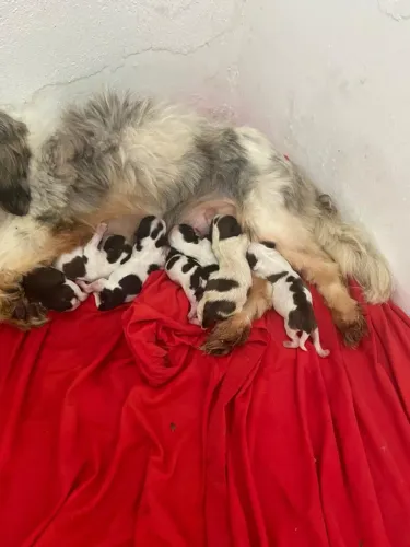 Vendo cachorro da raça shitzu