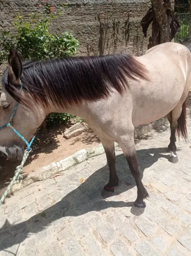 Porda campolina pura sem documentos 