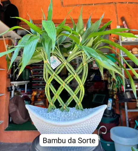 Bambu da Sorte