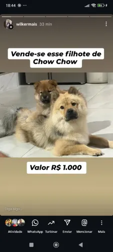 Vende-se um filhote de cachorro chow-chow