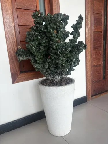 Planta Cacto Monstro