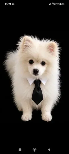 Filhote de Lulu da Pomerânia macho