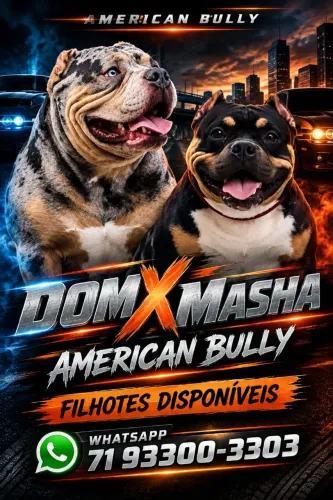 Filhotes American Bully