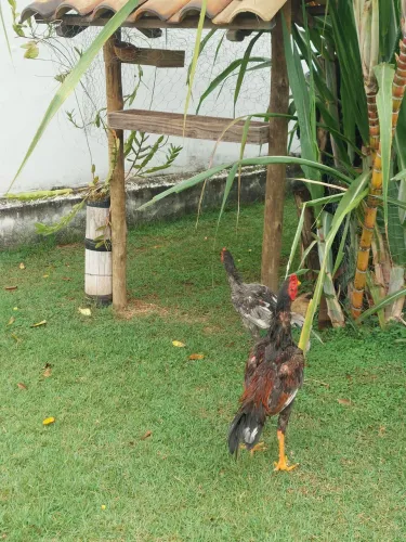 Frango índio