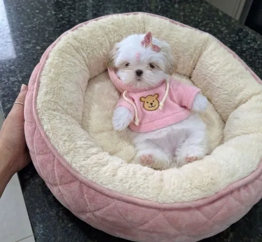 Fêmea de shih Tzu