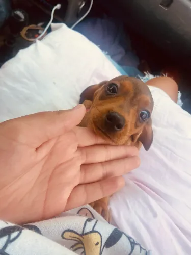 Fêmea e macho basset