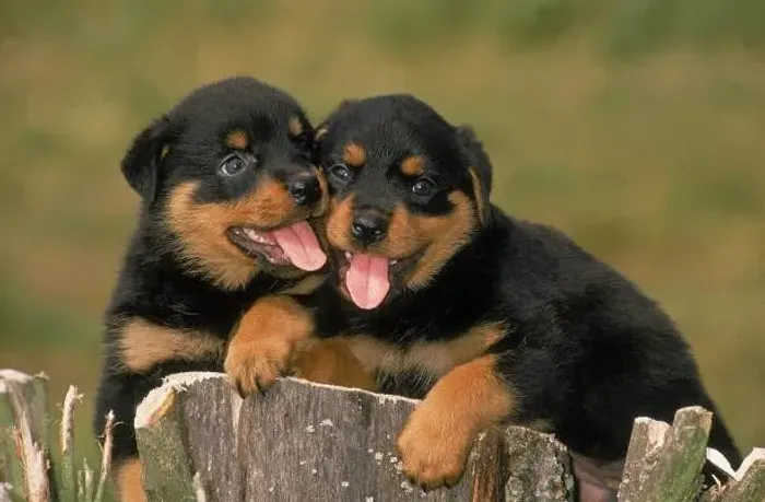 Filhote de Rottweiler O Parceiro Para Momentos Especiais