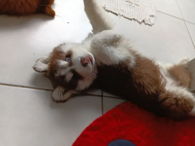 Filho de husky siberiano woolly