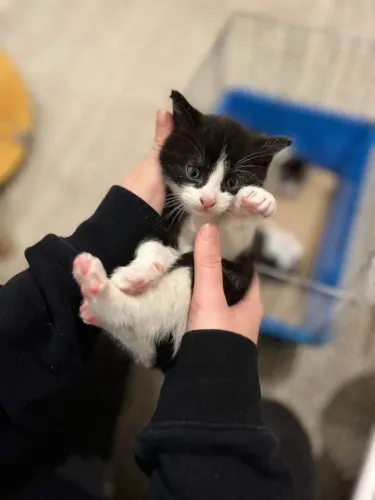 Gatinhos doa-se