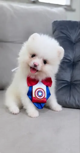 Lulu da Pomerania machinho