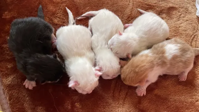 Gatos persa 