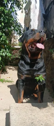 Rottweiler para cruza