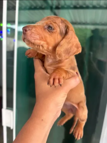 Dachshund - os salsichinhas