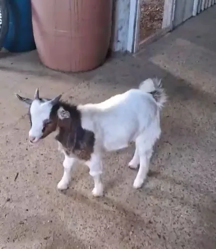 Mini Cabra PET