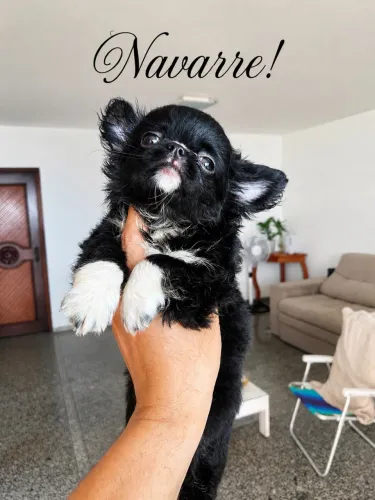 Chihuahua