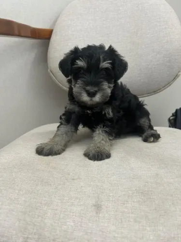 Schnauzer macho filhote