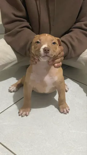 Filhote Fêmea Pitbull - Vermifugada e 1º dose