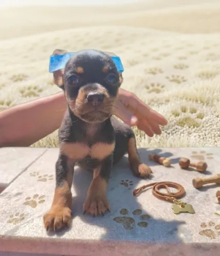 Pinscher